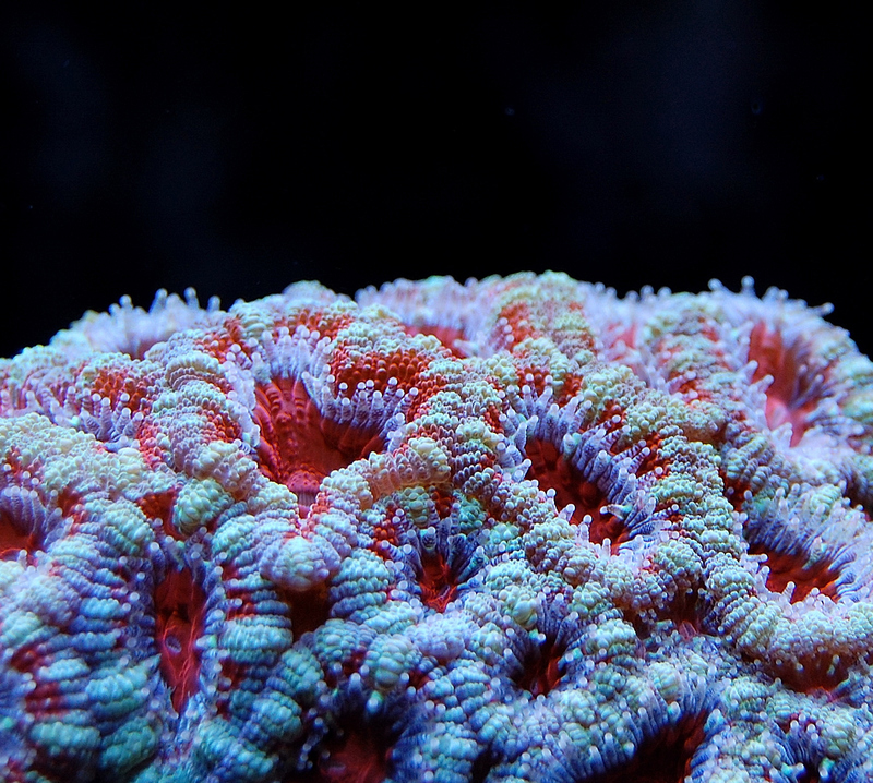 Coral Requirements – All About Coral | Saltwater Coral Reef Frags