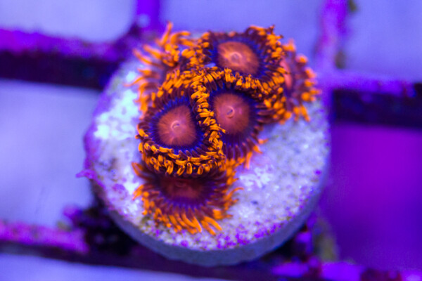 Bam Bams Zoanthid