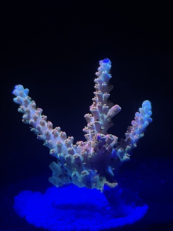 Bill Murray Acropora