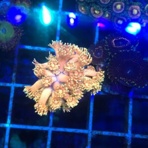 Cotton Candy Goniopora