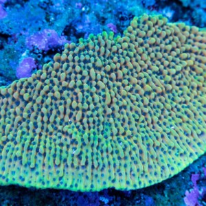 Crazy-T Montipora