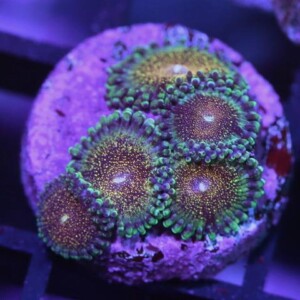 Death Stars Zoanthid