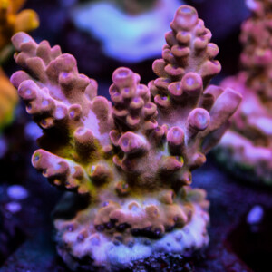 Freak Show Acropora