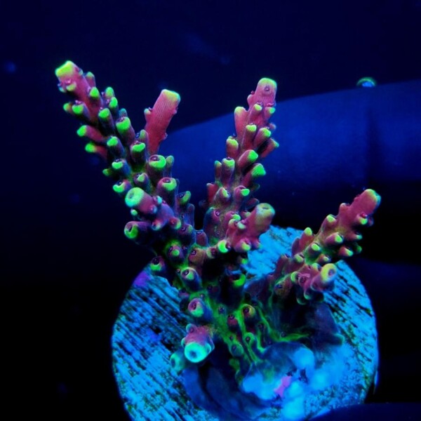 Grafted RR Red Bull Acropora