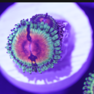 JF Bloodshot Zoanthid