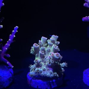 Jason Fox Venomous Acropora