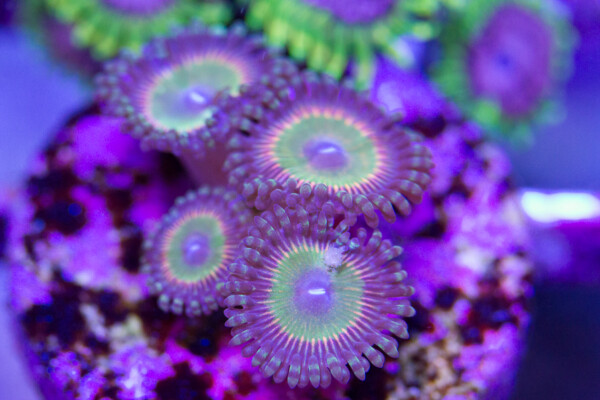 Jubilee Zoanthid