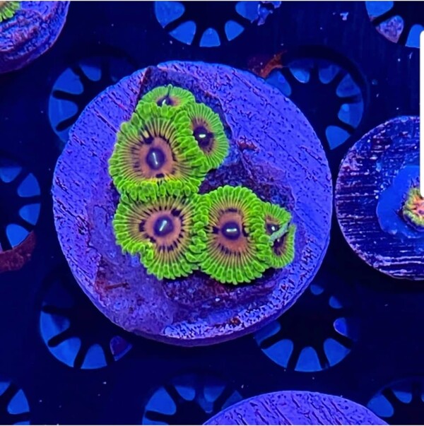 Oscar The Grouch Zoanthid