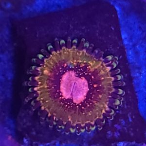 Pink Death Zoanthid