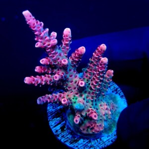 Pink Flame Mille Acropora