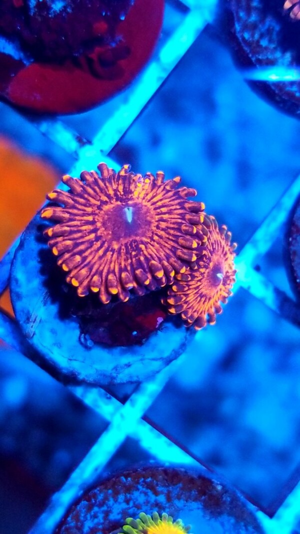 Pink Knight Zoanthid