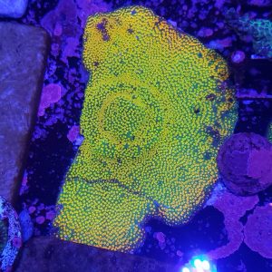 Rainbow Montipora