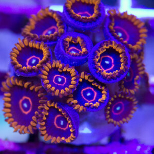 Red Hornet Zoanthid