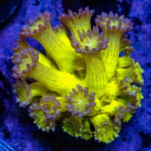 Spark Goniopora