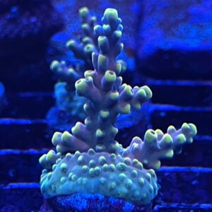 Z’s Prize Acropora